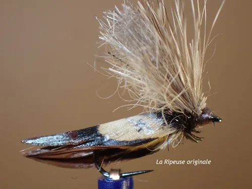 Mouche sedge Ripeuse